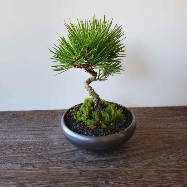 黒松盆栽 万古黒丸鉢 くろまつ クロマツ kuromatu ミニ盆栽 小品盆栽 bonsaiart ...