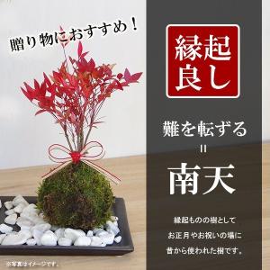 盆栽 南天 白鉢 下皿セット ナンテン 縁起物...の詳細画像1