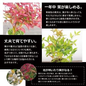 盆栽 南天 白鉢 下皿セット ナンテン 縁起物...の詳細画像2