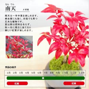 盆栽 南天 白鉢 下皿セット ナンテン 縁起物...の詳細画像3