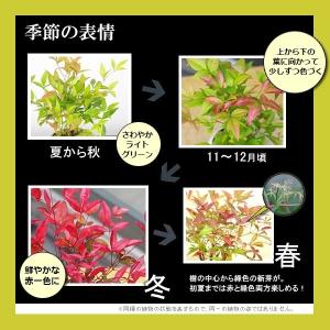 盆栽 南天 白鉢 下皿セット ナンテン 縁起物...の詳細画像4