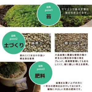 盆栽 南天 白鉢 下皿セット ナンテン 縁起物...の詳細画像5