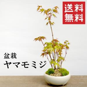 イロハモミジ 盆栽 イロハモミジ盆栽 いろはもみじ