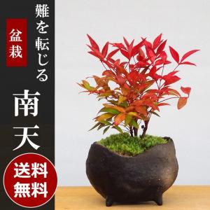 盆栽 南天 真山茜 炭化焼締鉢 ナンテン 縁起物...の商品画像