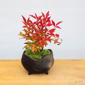 盆栽 南天 真山茜 炭化焼締鉢 ナンテン 縁起...の詳細画像1
