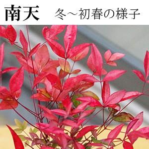 盆栽 南天 真山茜 炭化焼締鉢 ナンテン 縁起...の詳細画像2