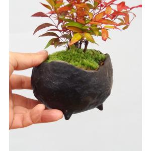 盆栽 南天 真山茜 炭化焼締鉢 ナンテン 縁起...の詳細画像3
