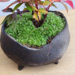 盆栽 南天 真山茜 炭化焼締鉢 ナンテン 縁起...の詳細画像4