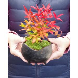 盆栽 南天 真山茜 炭化焼締鉢 ナンテン 縁起...の詳細画像5
