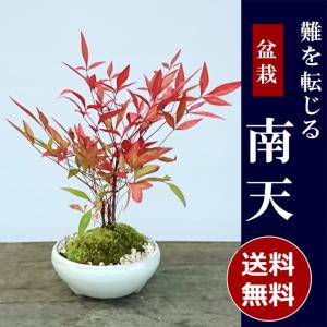 盆栽 南天 万古焼 鉄鉢 白 ナンテン 縁起物 難を転ずる なんてん ぼんさい 爆買