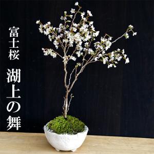 桜盆栽：富士桜(信濃寒桜)*(鉢 現代小鉢作家 祥石(二代目)ゆうき) 灰丸