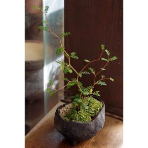 メルヘンの木 個性的 植物 ソフォラ ミクロフィ...の商品画像