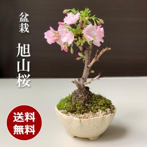 2024年開花終了 桜の盆栽 旭山桜 あさひやまさくら 盆栽 万古白深鉢 桜 さくら サクラ｜midoriyanicogusa