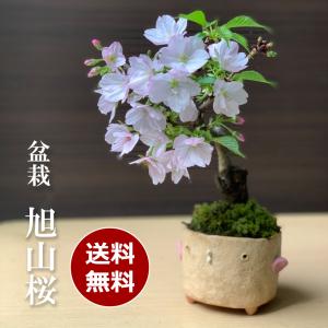 2024年開花終了 盆栽 旭山桜 あさひやまさくら 真山茜 トリ鉢 八重の桜 かわいい 花咲くぼんさい 盆栽桜 ギフト花咲く盆栽 盆栽桜 初めての盆栽 益子 さくら｜midoriyanicogusa