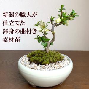 送料無料 盆栽 白長寿梅 しろちょうじゅばい ...の詳細画像1