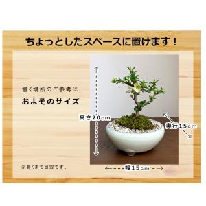 送料無料 盆栽 白長寿梅 しろちょうじゅばい ...の詳細画像3