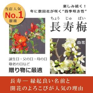 送料無料 盆栽 白長寿梅 しろちょうじゅばい ...の詳細画像5