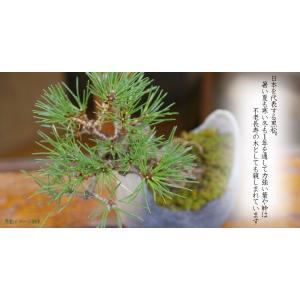 日々の暮らし 憩いと安らぎ 演出 黒松 盆栽 ...の詳細画像5