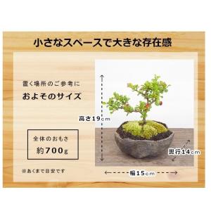盆栽 紅長寿梅 べにちょうじゅばい 盆栽 くら...の詳細画像3