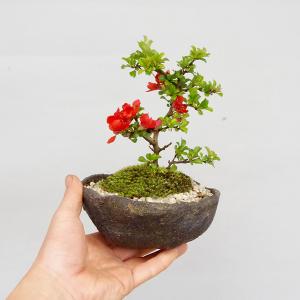 盆栽 紅長寿梅 べにちょうじゅばい 盆栽 くら...の詳細画像4