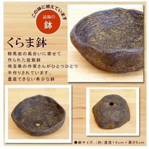 盆栽 白長寿梅 しろちょうじゅばい 盆栽 くら...の詳細画像2