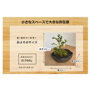 盆栽 白長寿梅 しろちょうじゅばい 盆栽 くら...の詳細画像3