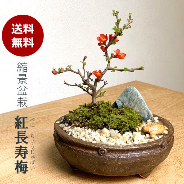 盆栽 長寿梅 紅花 紅長寿梅 亀付き 紅長寿梅の盆栽 信楽茶鉢 長寿梅 紅花 花咲く盆栽 べにちょう...