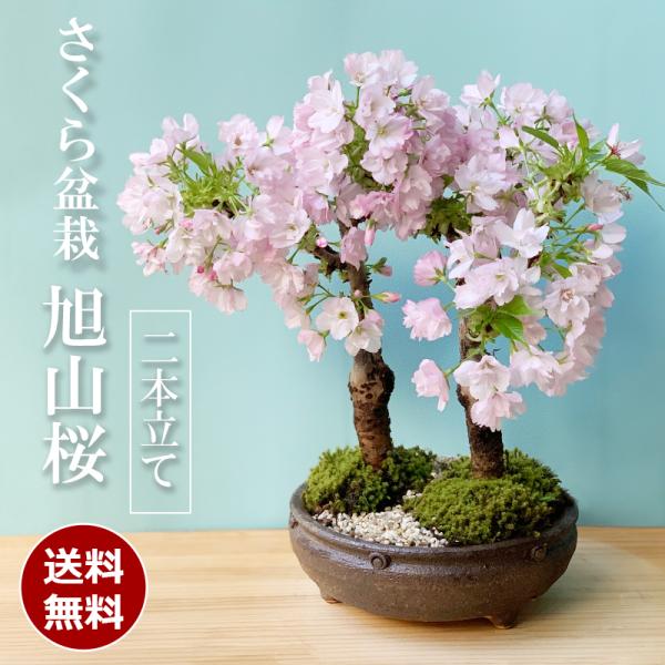 2024年開花終了 桜の盆栽 旭山桜 あさひやまさくら 二本植え 盆栽 信楽焼茶鉢 さくら   サク...