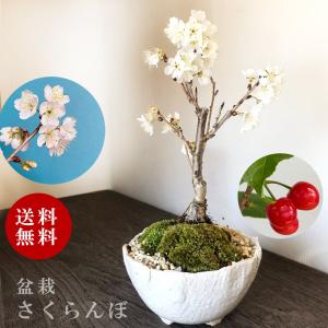 盆栽 開花中 サクランボ 鉢を選べる 花を愛で実...の商品画像