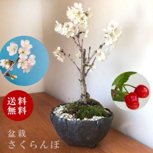 盆栽 開花中 サクランボ 鉢を選べる 花を愛で...の詳細画像1