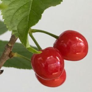 盆栽 開花中 サクランボ 鉢を選べる 花を愛で...の詳細画像4