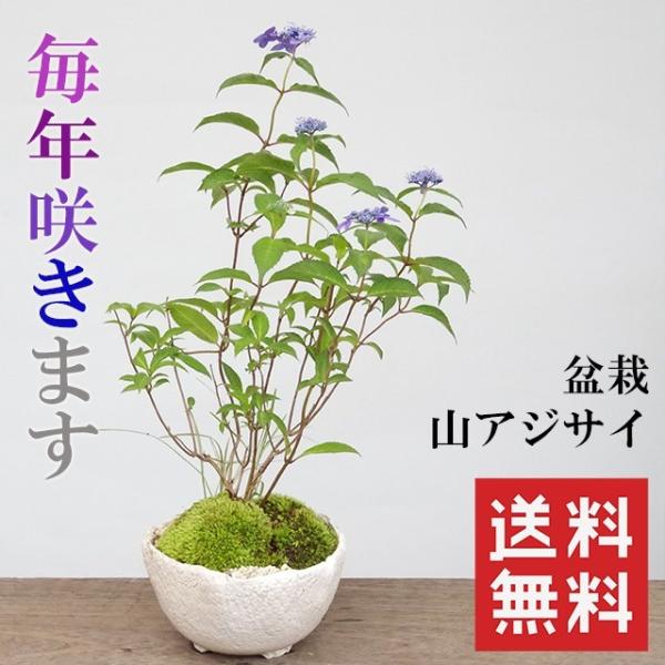 送料無料 花が咲く あじさい 山紫陽花 寄せ植え 盆栽 万古白深鉢 アジサイ 盆栽 ぼんさい