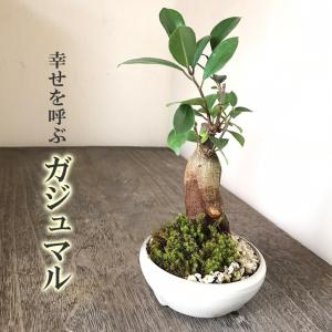 送料無料 盆栽 ガジュマル 万古焼 白丸鉢 多...の詳細画像1