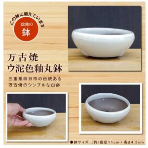 送料無料 盆栽 ガジュマル 万古焼 白丸鉢 多...の詳細画像2