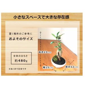 送料無料 盆栽 ガジュマル 万古焼 白丸鉢 多...の詳細画像3