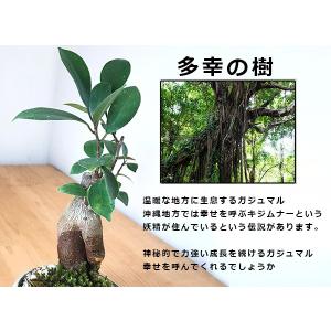 送料無料 盆栽 ガジュマル 万古焼 白丸鉢 多...の詳細画像4