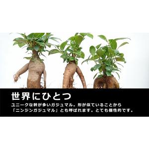 送料無料 盆栽 ガジュマル 万古焼 白丸鉢 多...の詳細画像5