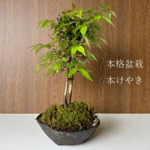 盆栽 欅 樹高 約63cm けやき Zelkova serrata ケヤキ 紅葉 ニレ科