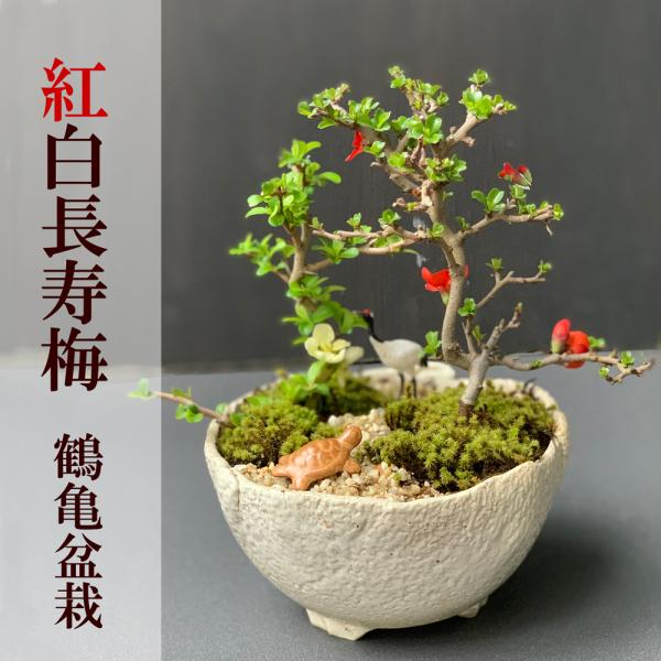 盆栽 紅白 チョウジュバイ 贈り物 縁起盆栽 紅白長寿梅 コウハクチョウジュバイ 鶴亀 盆栽 送料無...