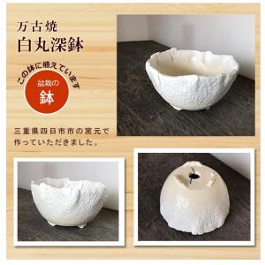 送料無料 盆栽 ソフォラ 万古焼 白深鉢 モダ...の詳細画像2