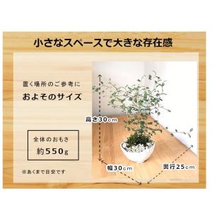 送料無料 盆栽 ソフォラ 万古焼 白深鉢 モダ...の詳細画像3