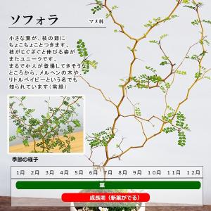 送料無料 盆栽 ソフォラ 万古焼 白深鉢 モダ...の詳細画像4
