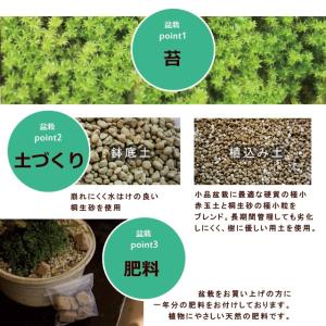 送料無料 盆栽 ソフォラ 万古焼 白深鉢 モダ...の詳細画像5