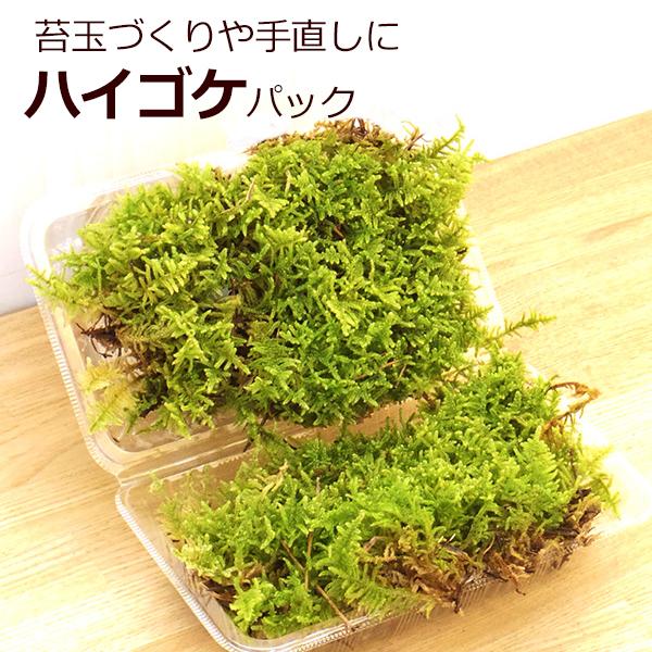 苔玉作り 張り替え ハイゴケパック 盆栽 苔 こけ コケ こけ玉 苔玉