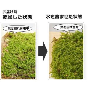 苔玉作り 張り替え ハイゴケパック 盆栽 苔 ...の詳細画像1