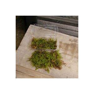 苔玉作り 張り替え ハイゴケパック 盆栽 苔 ...の詳細画像2