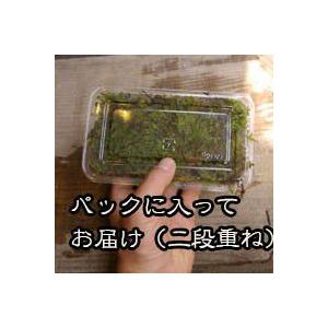 苔玉作り 張り替え ハイゴケパック 盆栽 苔 ...の詳細画像3