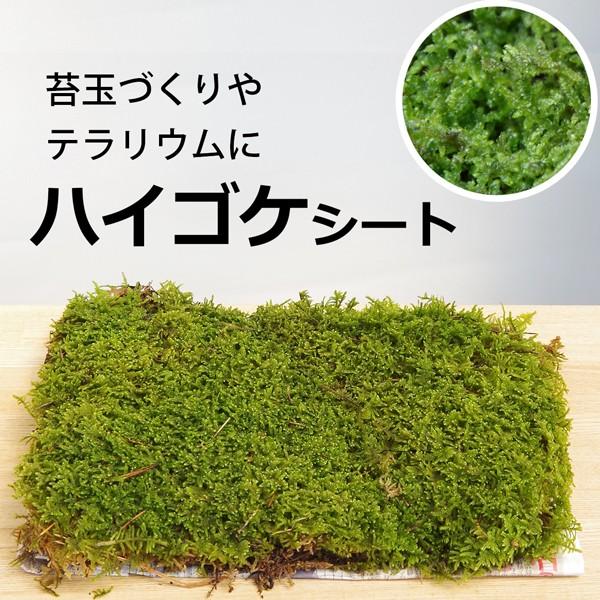 ハイゴケシート たっぷり 3 ~ 4個 作れる 苔玉作り 張り替え ハイゴケ ３３ｃｍ  ×  ２７...