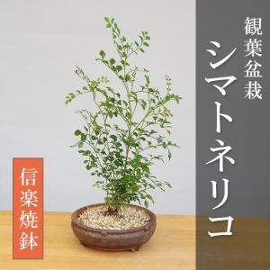 シマトネリコ 鉢植え 盆栽 苔玉 の商品一覧 花 ガーデニング 通販 Yahoo ショッピング
