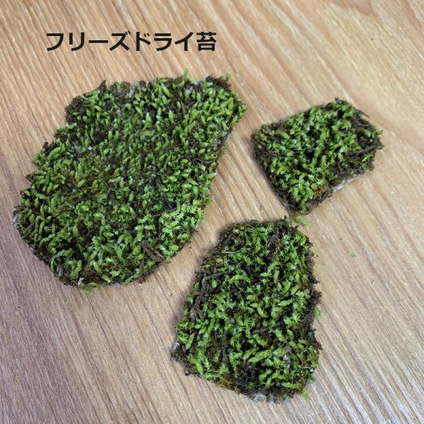 フリーズドライ苔 こけ スナゴケ 水やり不要 室内観賞 日本の苔 苔 コケ
